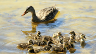 Entenfamilien in Kiel auf Abwegen: Polizeieinsätze mit teils tragischem Ausgang
