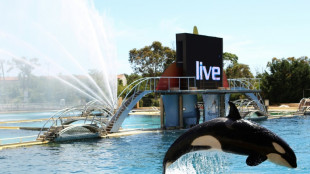 Worry for orcas in French marine park spikes after video