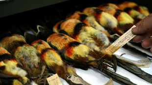 'Irreplaceable' Colombian bird collection at risk