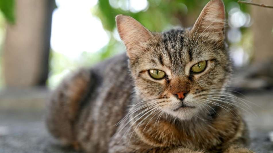 Rettungskräfte reißen in Essen Teile von Garagenwand zur Bergung von Katze ein
