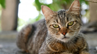 Rettungskräfte reißen in Essen Teile von Garagenwand zur Bergung von Katze ein