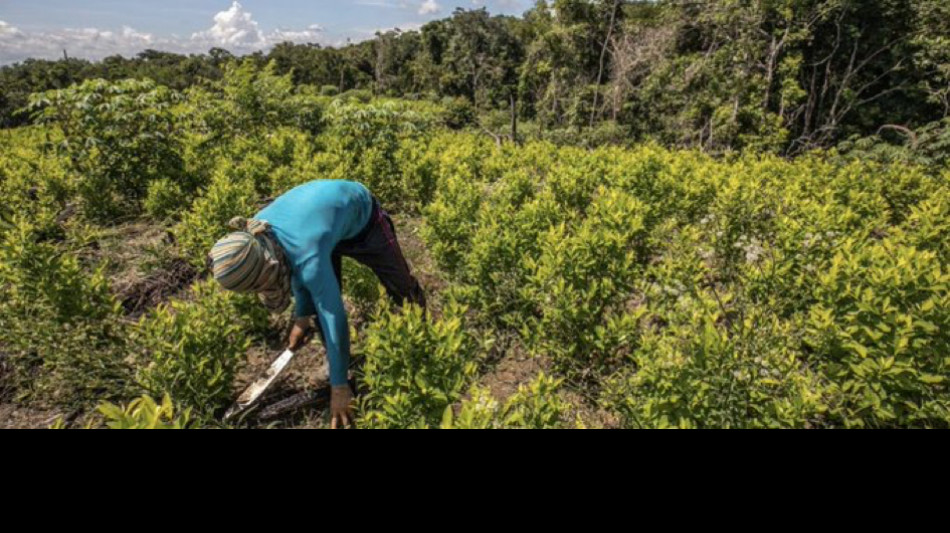 Onu, la produzione di cocaina in Colombia &egrave; aumentata del 53%
