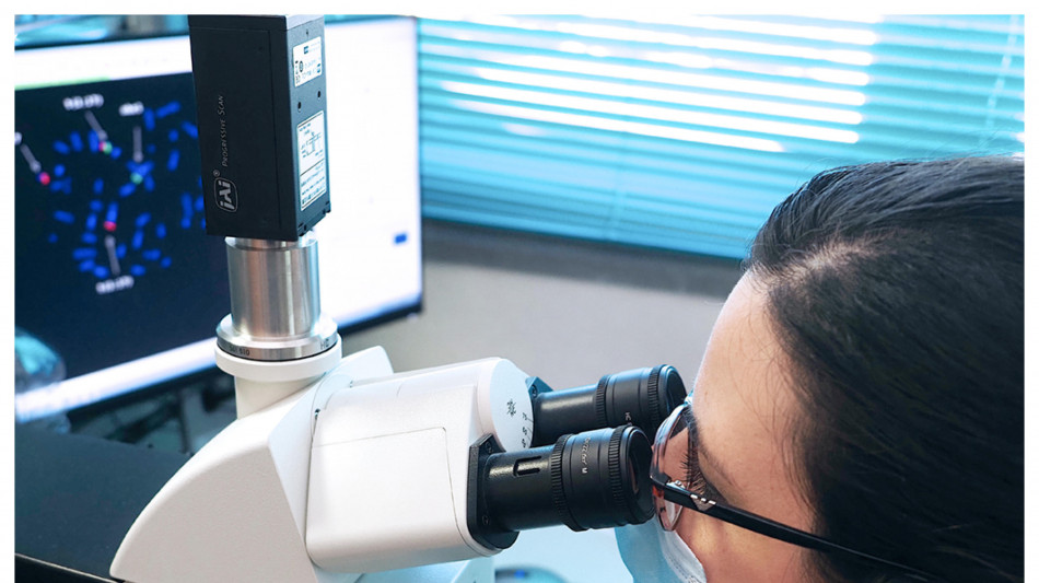 Cellule pelle riprogrammate in ovociti,nuove terapie infertilità