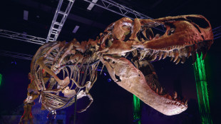 Scienziati scoprono in North Dakota impronte di T-rex di 66 milioni di anni fa