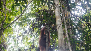 New home for orangutans rescued from Indonesia's burning forests