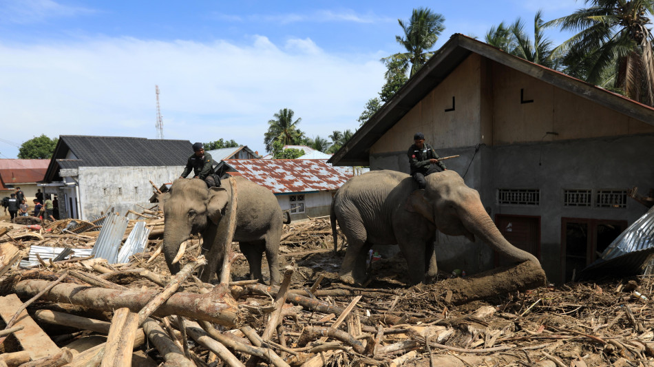L'Indonesia manda gli elefanti per rimuovere le macerie dopo le inondazioni
