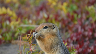 Woolly mammoth among trove of ancient DNA found in squirrel poo