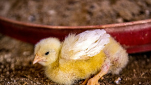 Rheinland-Pfalz: Bundespolizisten entdecken mehr als eintausend K&uuml;ken in Auto