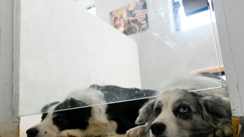 En Chine, la garde d'animaux reprend du poil de la bête