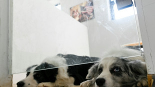 En Chine, la garde d'animaux reprend du poil de la bête