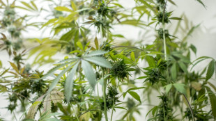 Ermittler in NRW sprengen Drogenh&auml;ndlerring und heben Cannabisplantagen aus