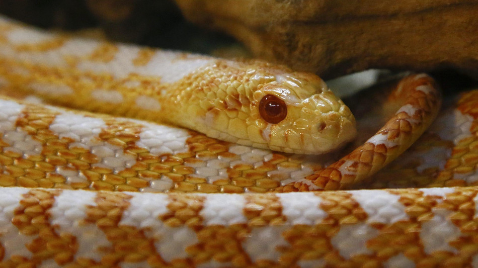 A Citt&agrave; del Capo catturati 9 serpenti velenosi in pochi giorni