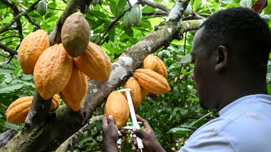 World's top cocoa producer aims for a climate-tough bean