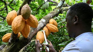 World's top cocoa producer aims for a climate-tough bean