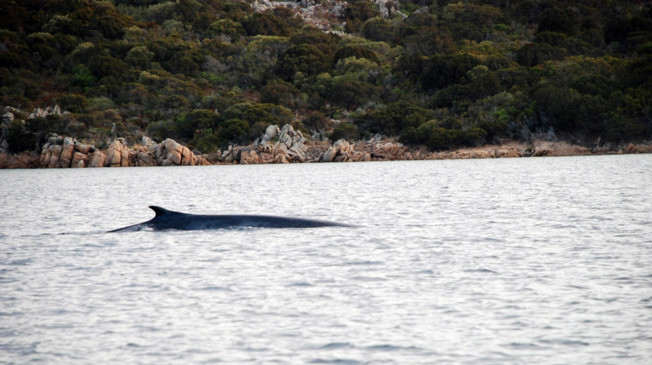 Torna il canto delle balene al largo della Sicilia