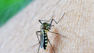 Positiva al virus West Nile cornacchia morta vicino a Firenze