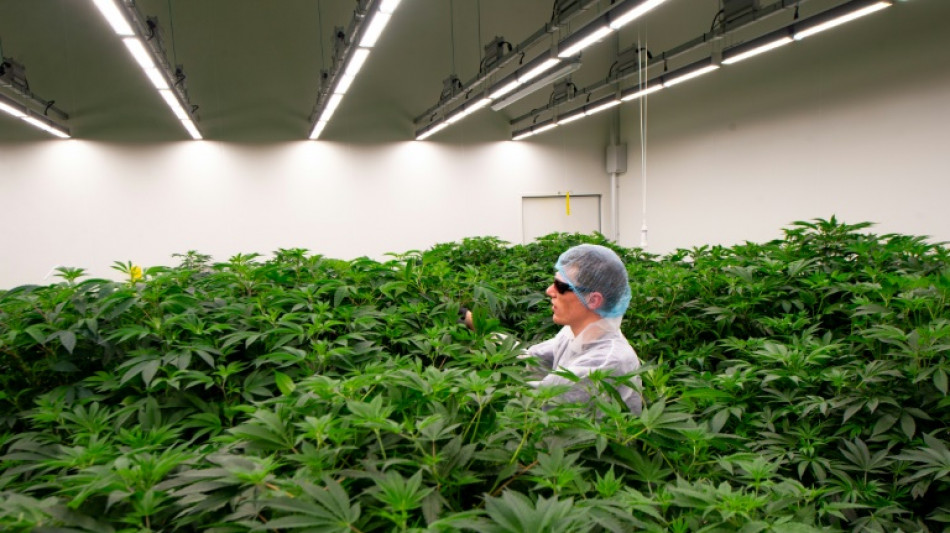 Pa&iacute;ses Baixos ampliam para mais oito cidades o teste de consumo legal de maconha