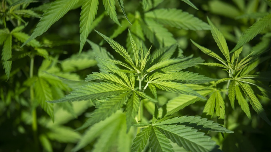 Illegale Cannabisplantage in früherem Steinbruch in Nordrhein-Westfalen entdeckt