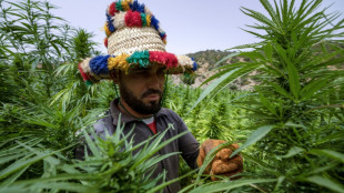 Au Maroc, des cultivateurs de cannabis sortent de la clandestinit&eacute;