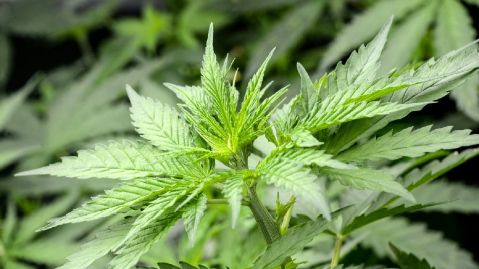 Philologenverband fordert Bannkreis f&uuml;r Cannabisshops um Schulen und Kitas