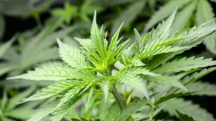 Philologenverband fordert Bannkreis f&uuml;r Cannabisshops um Schulen und Kitas