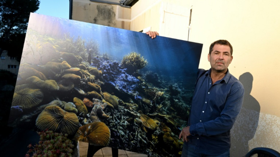 La photo de coraux g&eacute;ants d'Alexis Rosenfeld: l'espoir venu des fonds