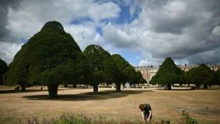 Trees 'giving up': climnate change hammers historic English gardens