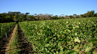 &Agrave; Brasilia, des vignobles &agrave; une heure des lieux de pouvoir