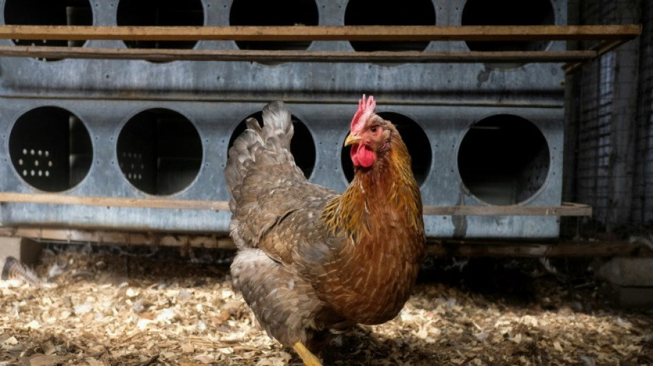 Las gallinas se sonrojan seg&uacute;n sus emociones, apunta un estudio