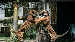 Tigers in trouble as Malaysian big cat numbers dwindle
