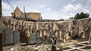 Plébiscité par les grandes maisons de luxe, le cuir "Made in Nigeria" se trace un avenir local