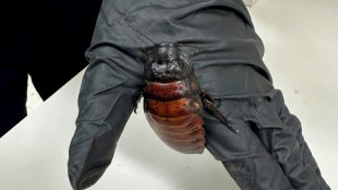 Australia seizes 100,000 cockroaches in bug-breeder bust