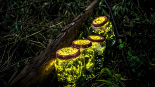 Las luciérnagas prefieren aparearse en la oscuridad