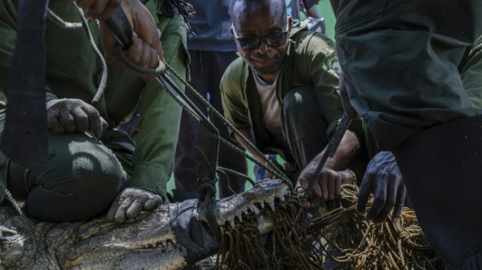 En Kenia, capturan y desplazan a cocodrilos que amenazan a poblaciones ribere&ntilde;as