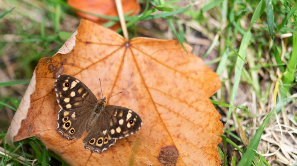 Bewohner von Zürich stimmen für Verbot von Laubbläsern