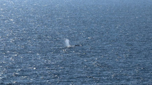 "Timmy", la baleine &eacute;chou&eacute;e retrouv&eacute;e morte au Danemark, d&eacute;plac&eacute;e jeudi