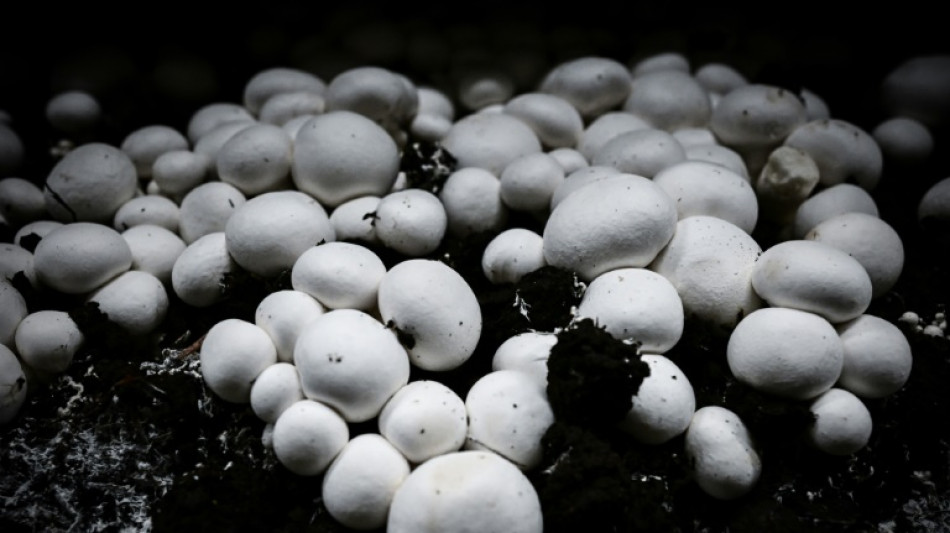 Bio ou innovant, le champignon origine France se r&eacute;invente