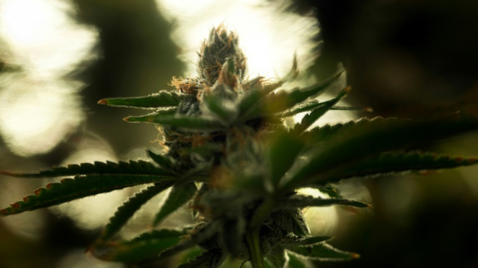 Deutsche geteilter Meinung zu Cannabis-Legalisierung