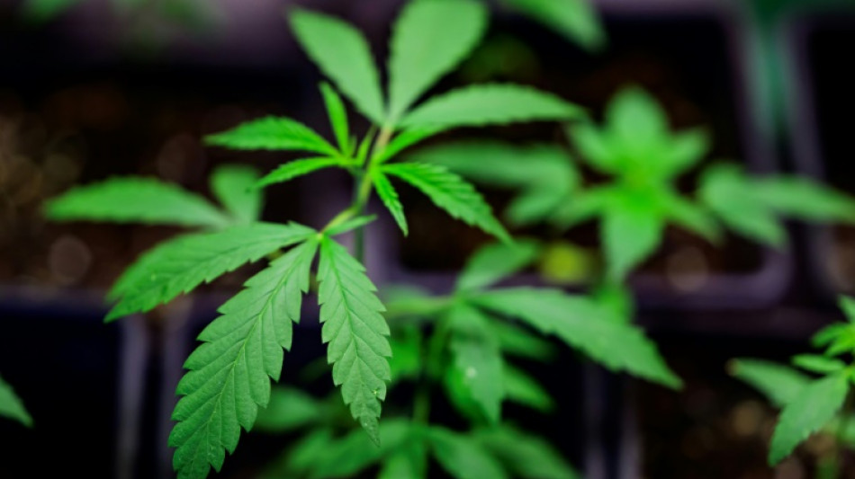 Cannabisplantage mit 600 Pflanzen in fr&uuml;herem Caf&eacute; in Nordrhein-Westfalen entdeckt