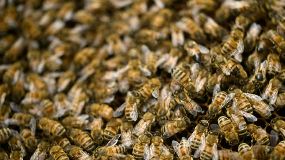 Cambio clim&aacute;tico, pesticidas y par&aacute;sitos tienen cansados a los apicultores europeos