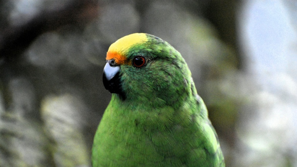 Love birds: twice-extinct parakeet gets lifeline from randy pair