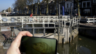 Aux Pays-Bas, les humains se mouillent pour aider les poissons