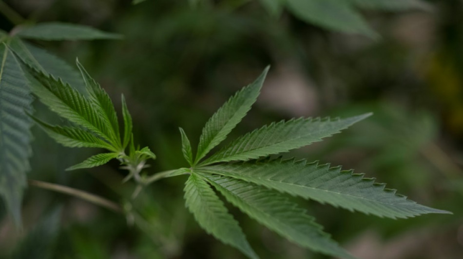 Bundeskabinett billigt Lauterbachs Pl&auml;ne zur Cannabis-Legalisierung