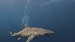Egypte: un touriste tué par un requin en mer Rouge (ministère de l'Environnement) 