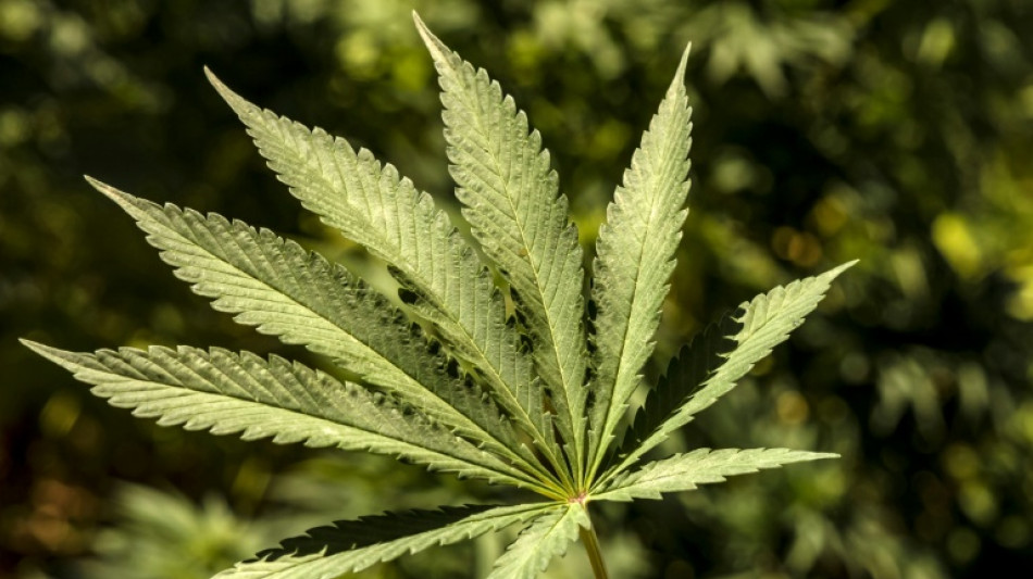 Hohe H&uuml;rden f&uuml;r Cannabisverordnung auf Kosten von Krankenkassen