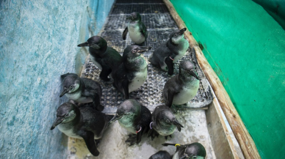Ping&uuml;inos de Humboldt rescatados de derrame en Per&uacute; reciben esmerada atenci&oacute;n