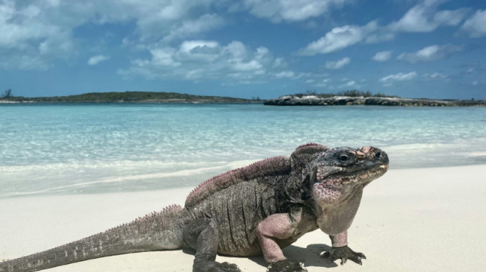 ¡No alimentar a las iguanas! Es malo para su diabetes