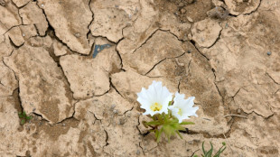 Deserto do Atacama floresce ap&oacute;s chuvas intensas provocadas pelo El Ni&ntilde;o