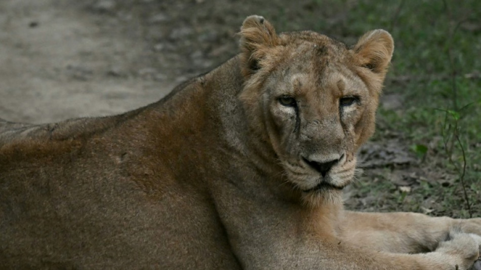 Indian pride as Asiatic lions roar back
