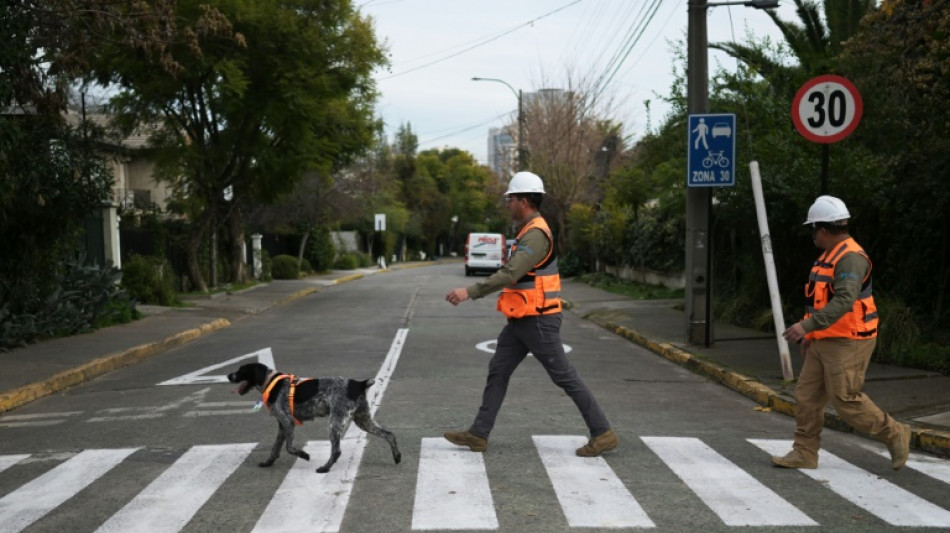 Cadela Suki, o único olfato que detecta vazamentos de água subterrânea no Chile